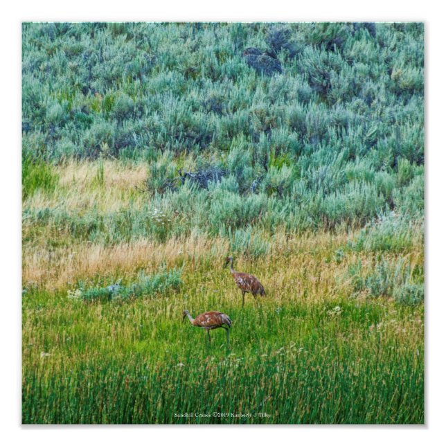 Foto Sandhill Cranes (Frente)