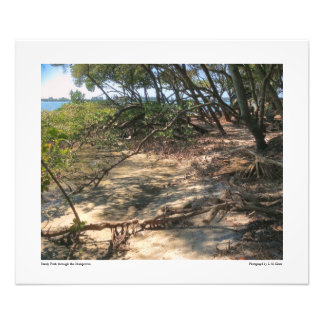 Foto Sandy Path através dos Mangroves