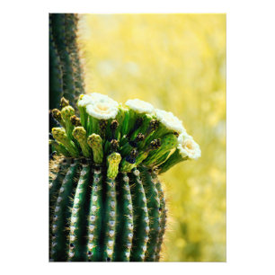 Foto Sangue de Saguaro