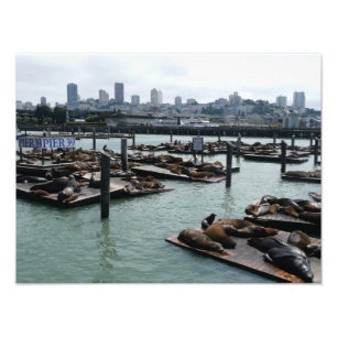 Foto São Francisco e Pier 39 Sea Lions City Skyline