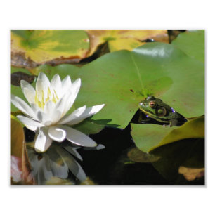Foto Sapo Admitindo Água Lily Lotus Flor 8x10 Natureza