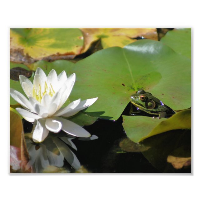 Foto Sapo Admitindo Água Lily Lotus Flor 8x10 Natureza (Frente)
