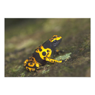 Foto sapo Amarelo-unido Dendrobates do dardo do veneno