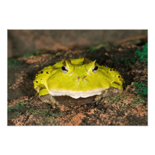 Foto Sapo Chifrudado Brasileiro, Ceratophrys cornuta, 2