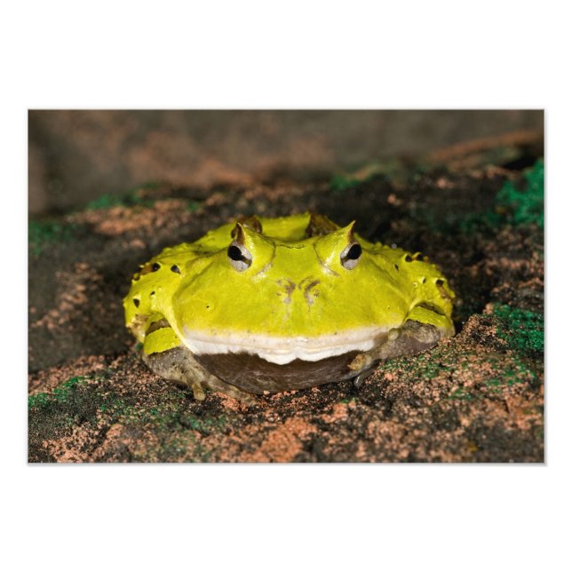 Foto Sapo Chifrudado Brasileiro, Ceratophrys cornuta, 2 (Frente)