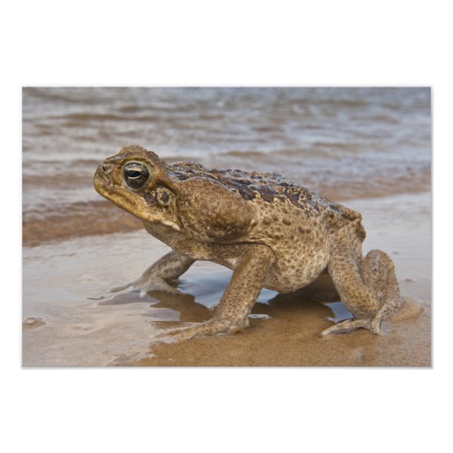 Foto Sapo-cururu Rhinella marina, anteriormente Bufo (Frente)