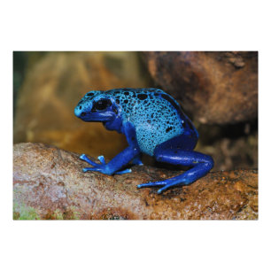Foto Sapo Dart do Veneno Azul Dendrobates Azureus