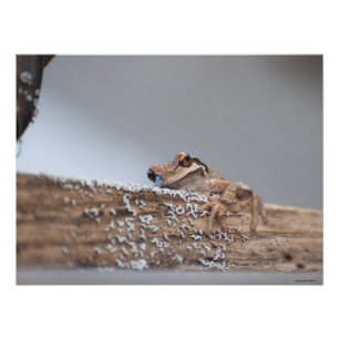 Foto sapo de árvore do Pacífico 24X18 repousa em Lichen