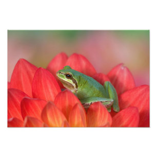 Foto Sapo de árvore pacífico nas flores em nosso