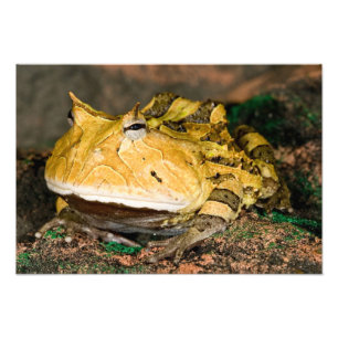 Foto Sapo-de-chifre-brasileiro, Ceratophrys cornuta, 3
