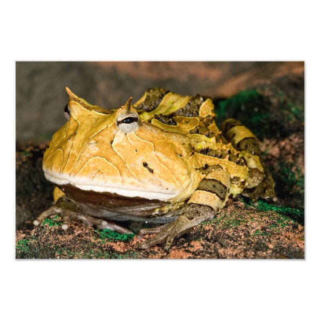 Foto Sapo-de-chifre-brasileiro, Ceratophrys cornuta, 3 (Frente)