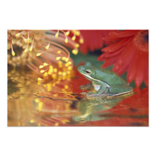 Foto Sapo e reflexões entre as flores. Crédito como: