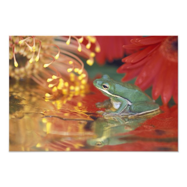Foto Sapo e reflexos entre flores. Crédito como: (Frente)