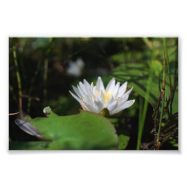 Foto Sapo View Of Lily