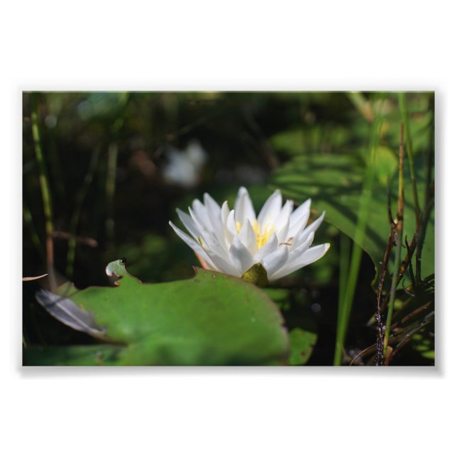 Foto Sapo View Of Lily (Frente)