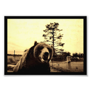 Foto Saudações do Urso Grizzly