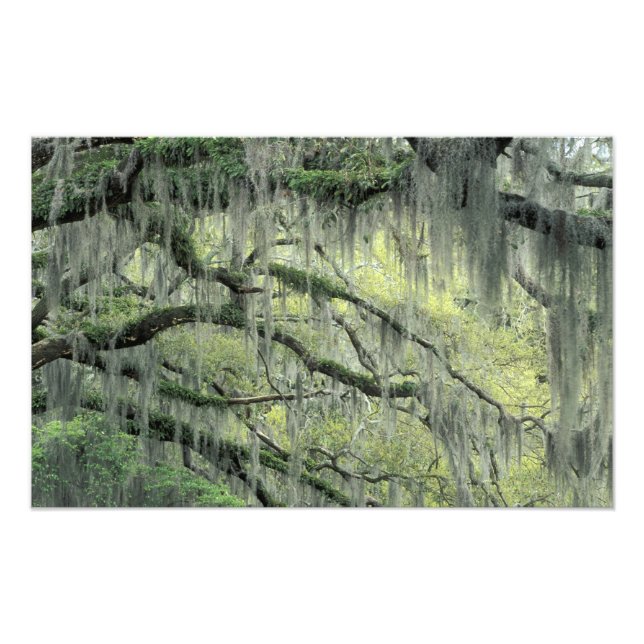 Foto Savannah, Geórgia, árvore Live Oak coberta com (Frente)