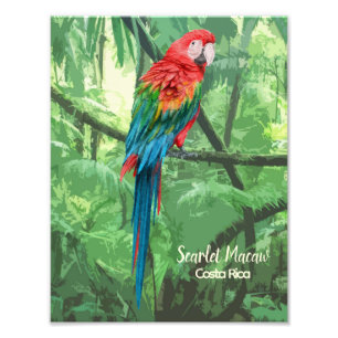 Foto Scarlet Macaw Costa Rica Design