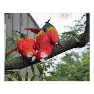 Foto Scarlet Macaws II