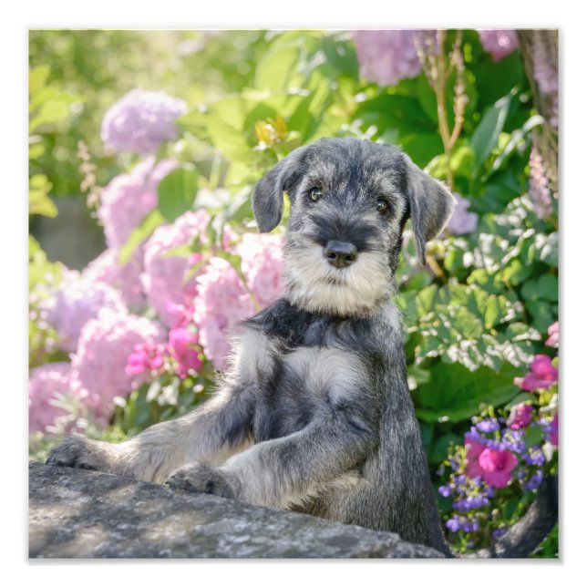 Foto Schnauzer Puppy Padrão em Jardim Flor - (Frente)