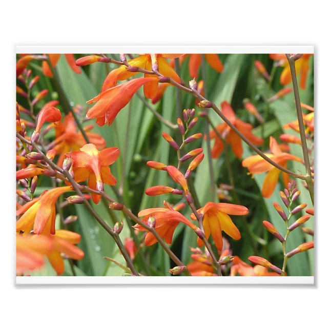 Foto Scotland Florals (Frente)