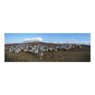 Foto Scottish Blackface Shepe Herd Panorama