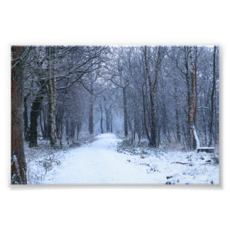 Foto Scottish Bluebell Woods no inverno