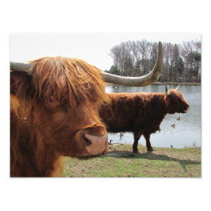 Foto Scottish Highland Cattle ~ Photo