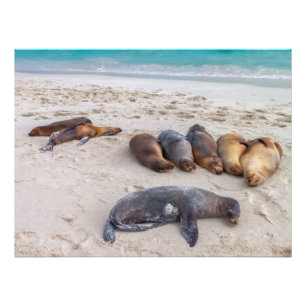 Foto Sea Lions descansando na praia