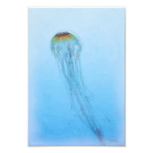 Foto Sea Nettle
