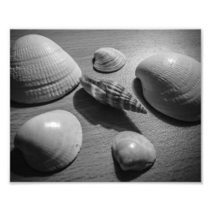 Foto Seashells
