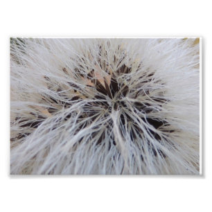 Foto Seedpods