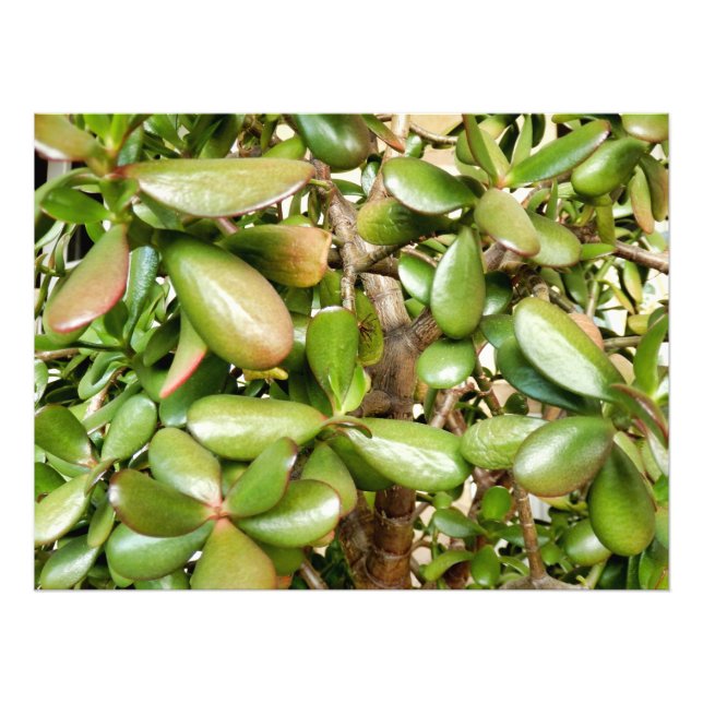 Foto Selo Solomons (Frente)