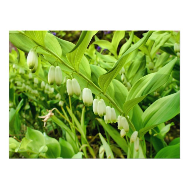 Foto Selo Solomons (Frente)