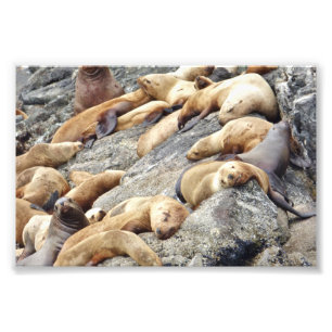 Foto Selos fotográficos 6x4