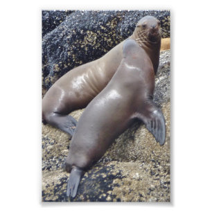 Foto Selos fotográficos 6x4