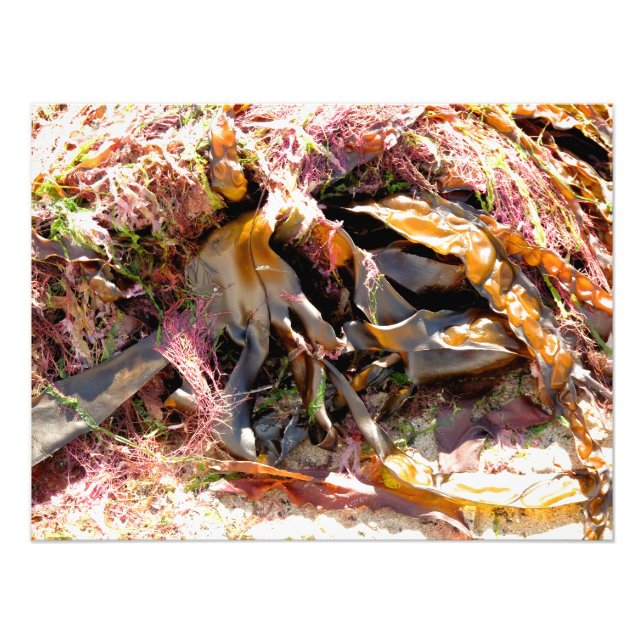 FOTO SEMENTE MARÍTIMA (Frente)