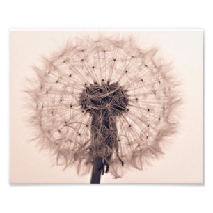 Foto Sepia Dandelion Blow Plant