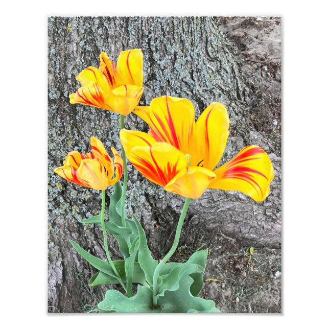 Foto Sequência de três tulipas amarelas / (Frente)