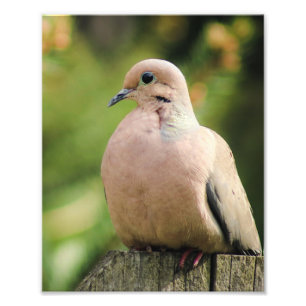 Foto Serene Mourning Dove Senta-se na cerca