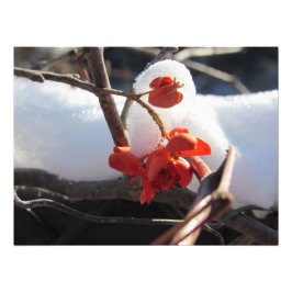 Foto Serenidade da Hibernação