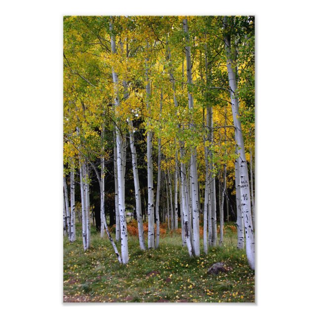 Foto Serenidade no Aspen Dourado e Verde (Frente)