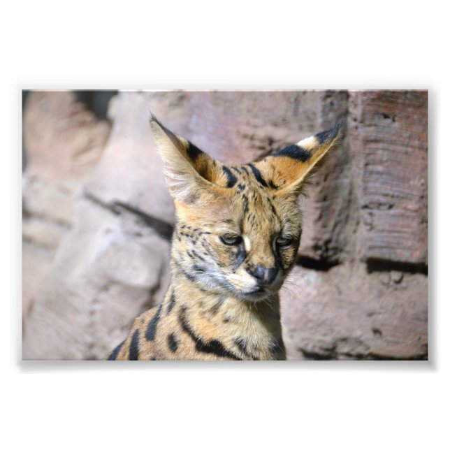 Foto Serval Cat (Frente)