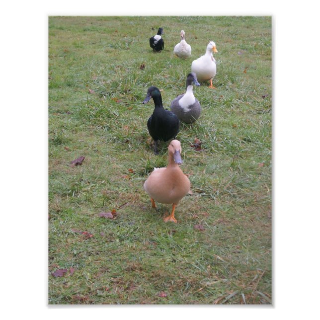 Foto Seus Patos estão em uma Fila? (Frente)
