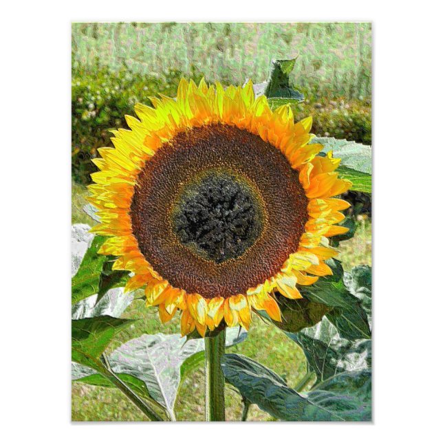 FOTO SFLOWER (Frente)
