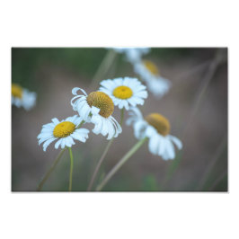 Foto Shasta Daisies no Campo