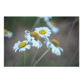 Foto Shasta Daisies no Campo