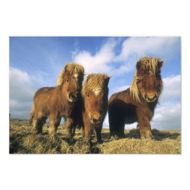 Foto Shetland Pony, ilhas Shetland do continente, (Frente)
