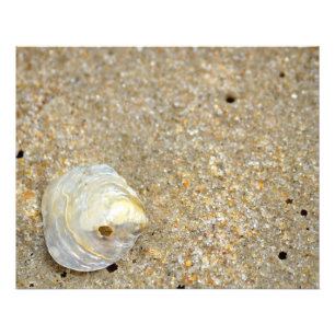 Foto Shiny opal shell na praia arenosa fecha