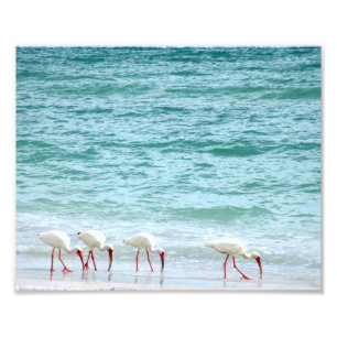 Foto Shorebirds brancos dos íbis que andam na praia